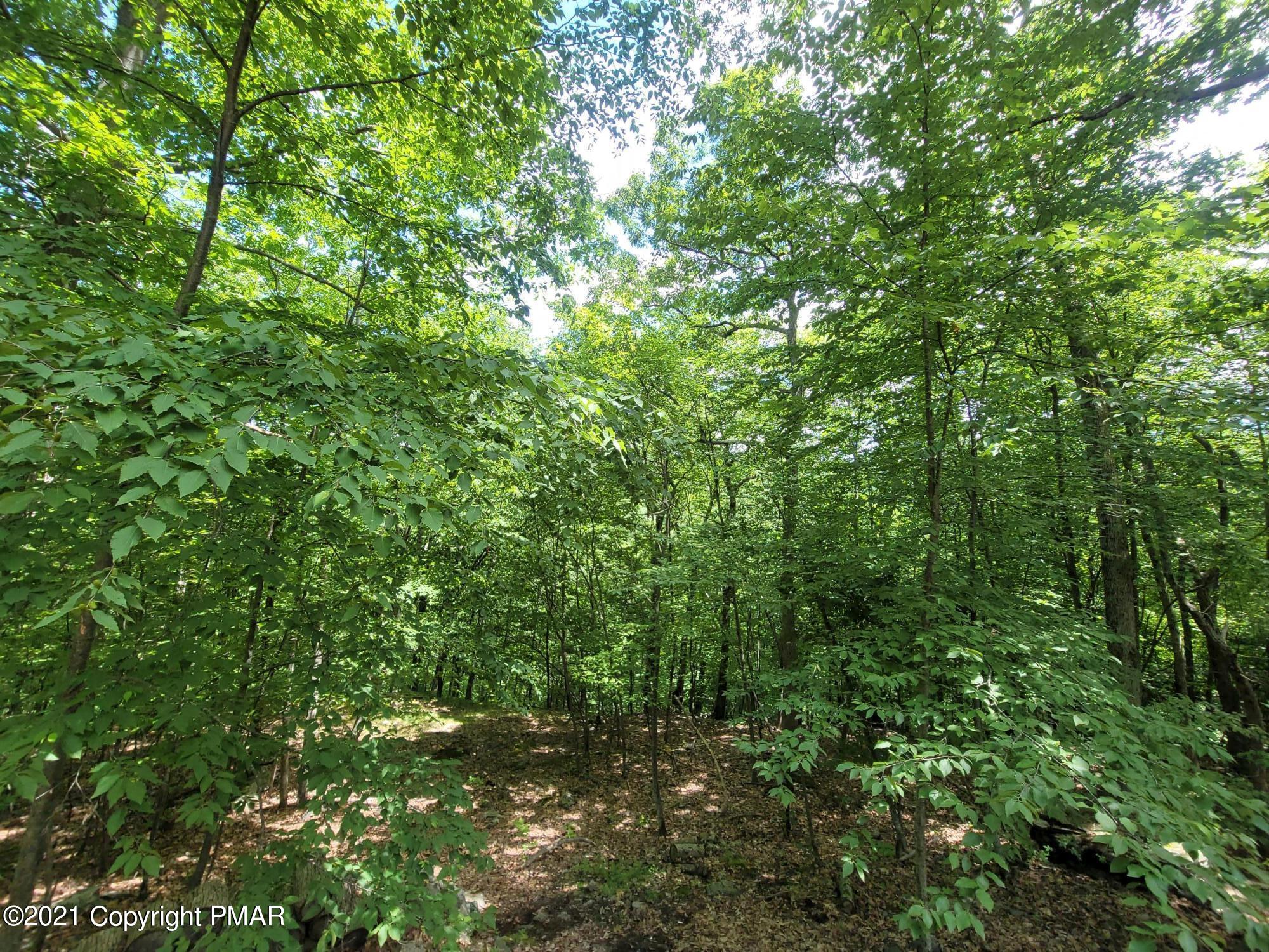 3153 Cherry Ridge Road Bushkill, PA 18324 - Photo 36 of 41 a view of a lush green forest