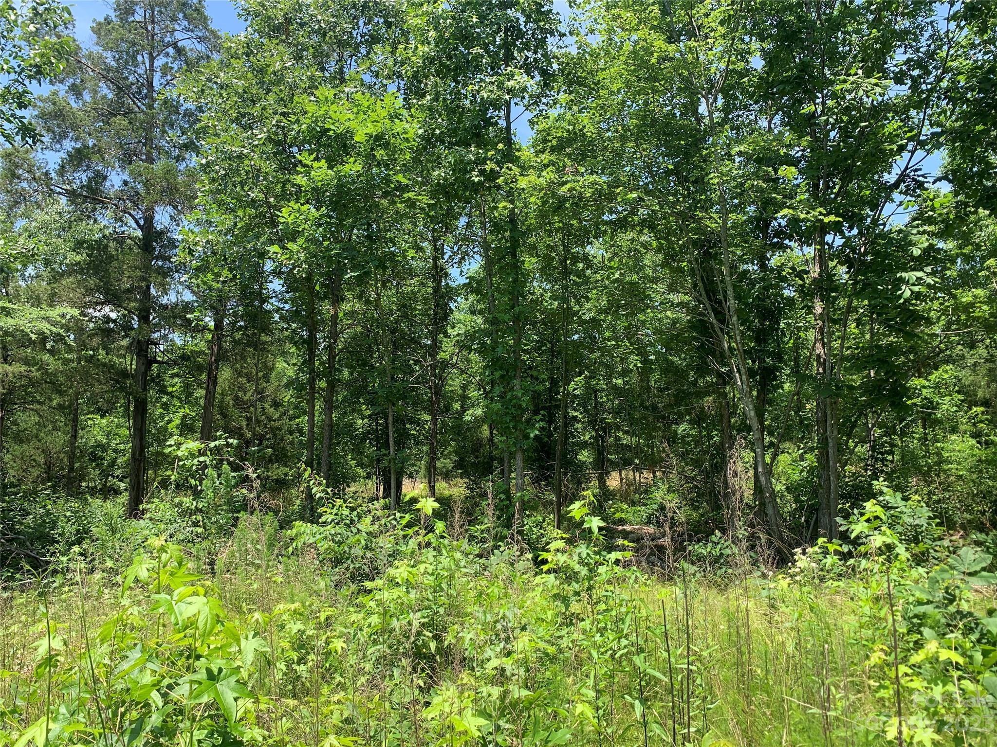 a view of a lush green forest