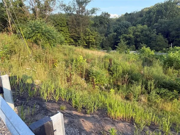 a view of a garden with plants