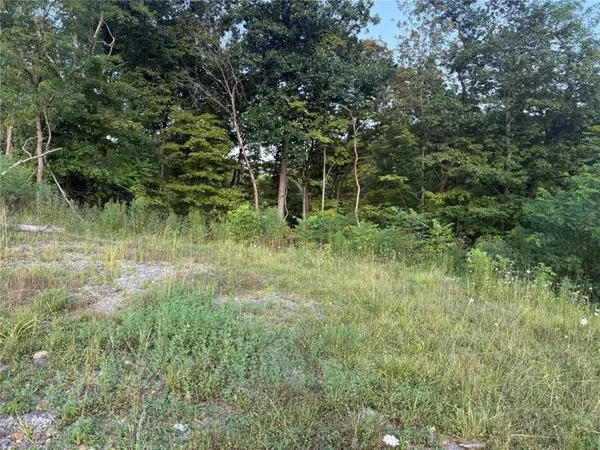 a view of a lush green forest with lots of trees