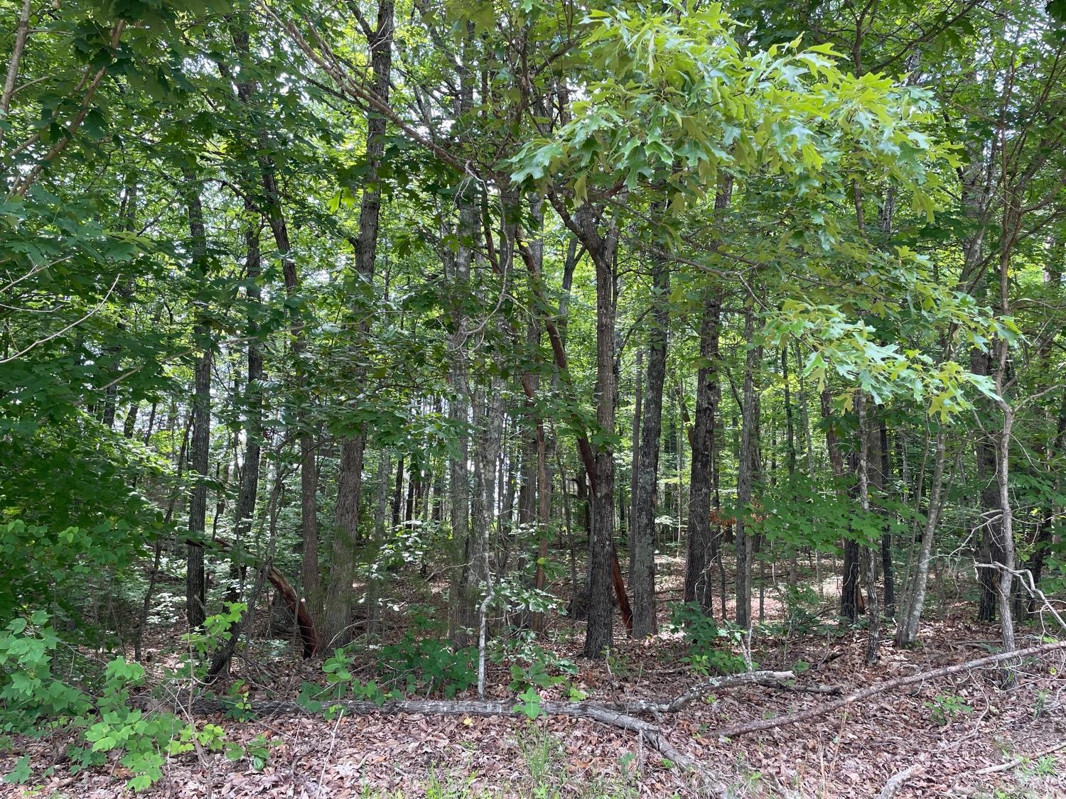 a view of forest