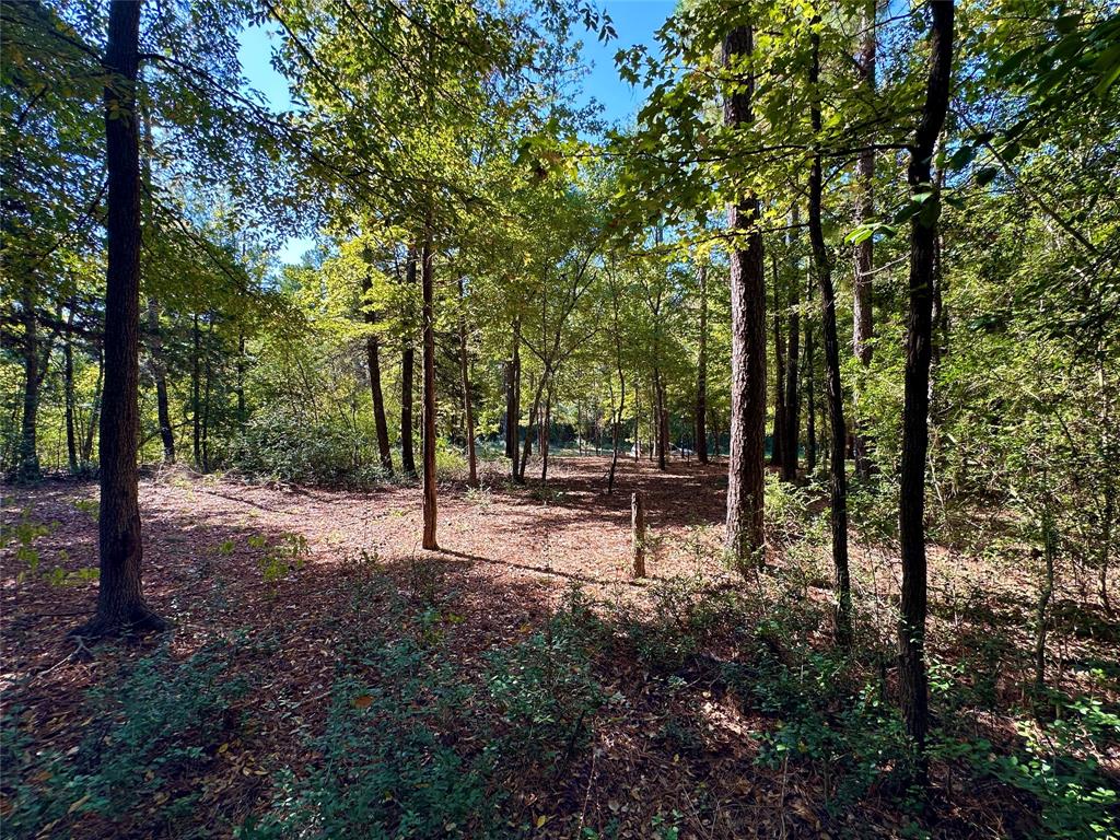 Tbd Holly Trail Holly Lake Ranch, TX 75765 - Photo 27 of 37