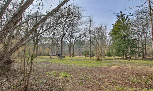 a view of a forest with trees in the background