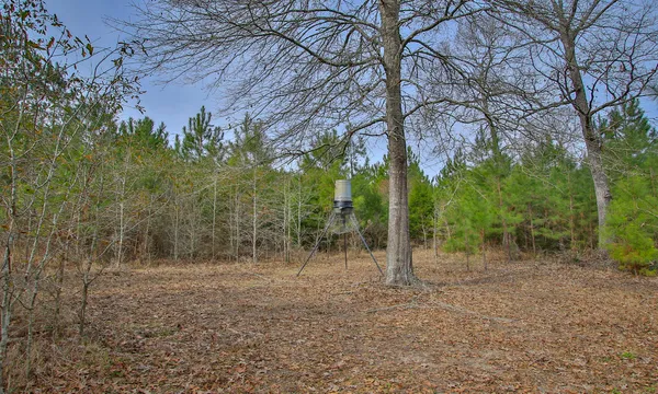 a view of a yard with a tree
