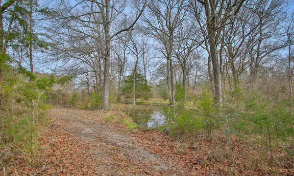a view of a forest with trees in the background