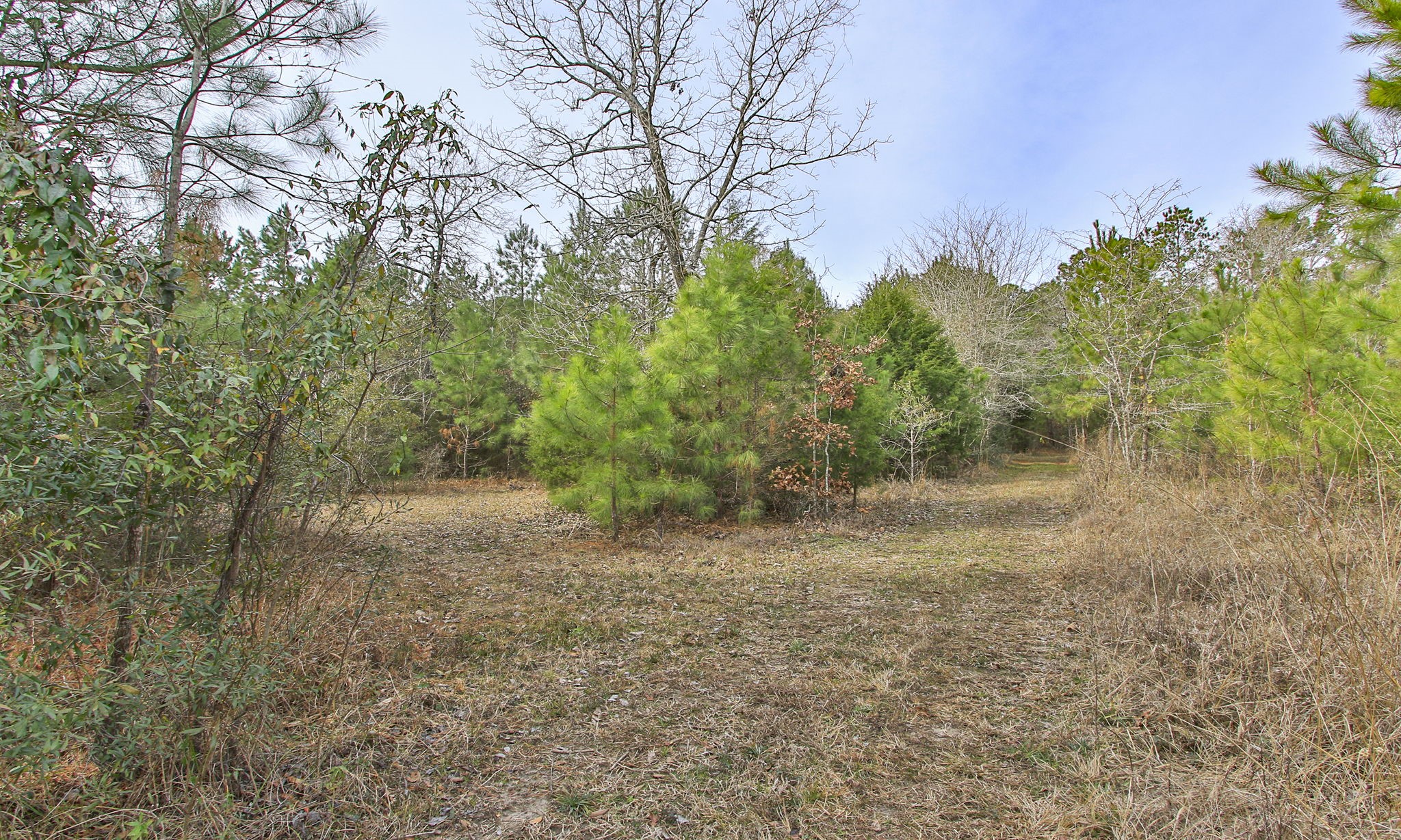 495 Pinecrest Drive Point Blank, TX 77364 - Photo 22 of 28 a view of a yard with a tree