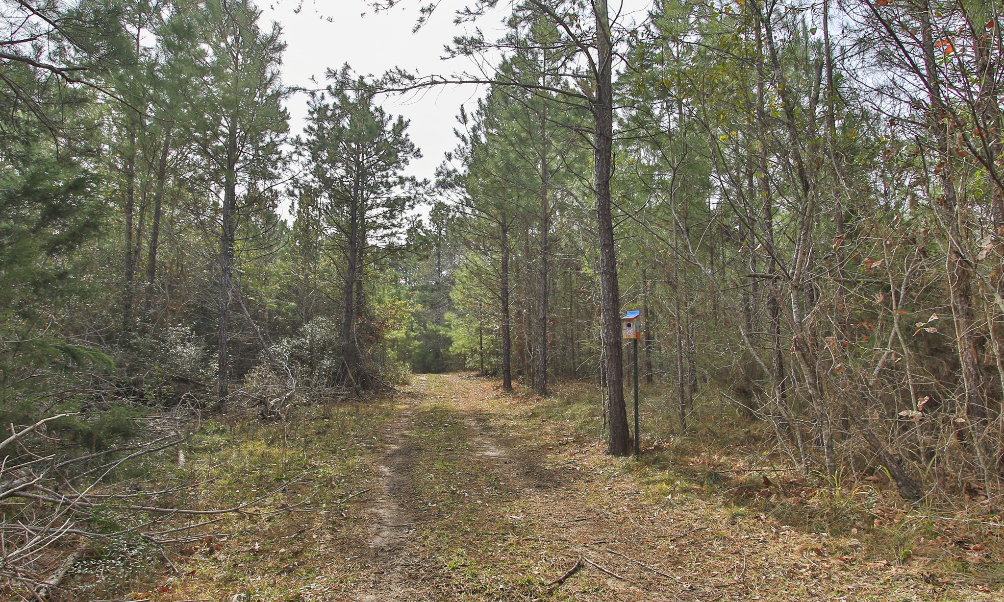 495 Pinecrest Drive Point Blank, TX 77364 - Photo 23 of 28 a view of a forest with trees in the background