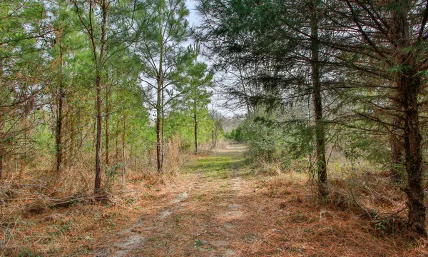 a flag is sitting in the middle of a forest