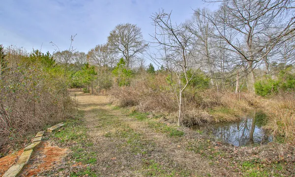 a view of a forest with a tree