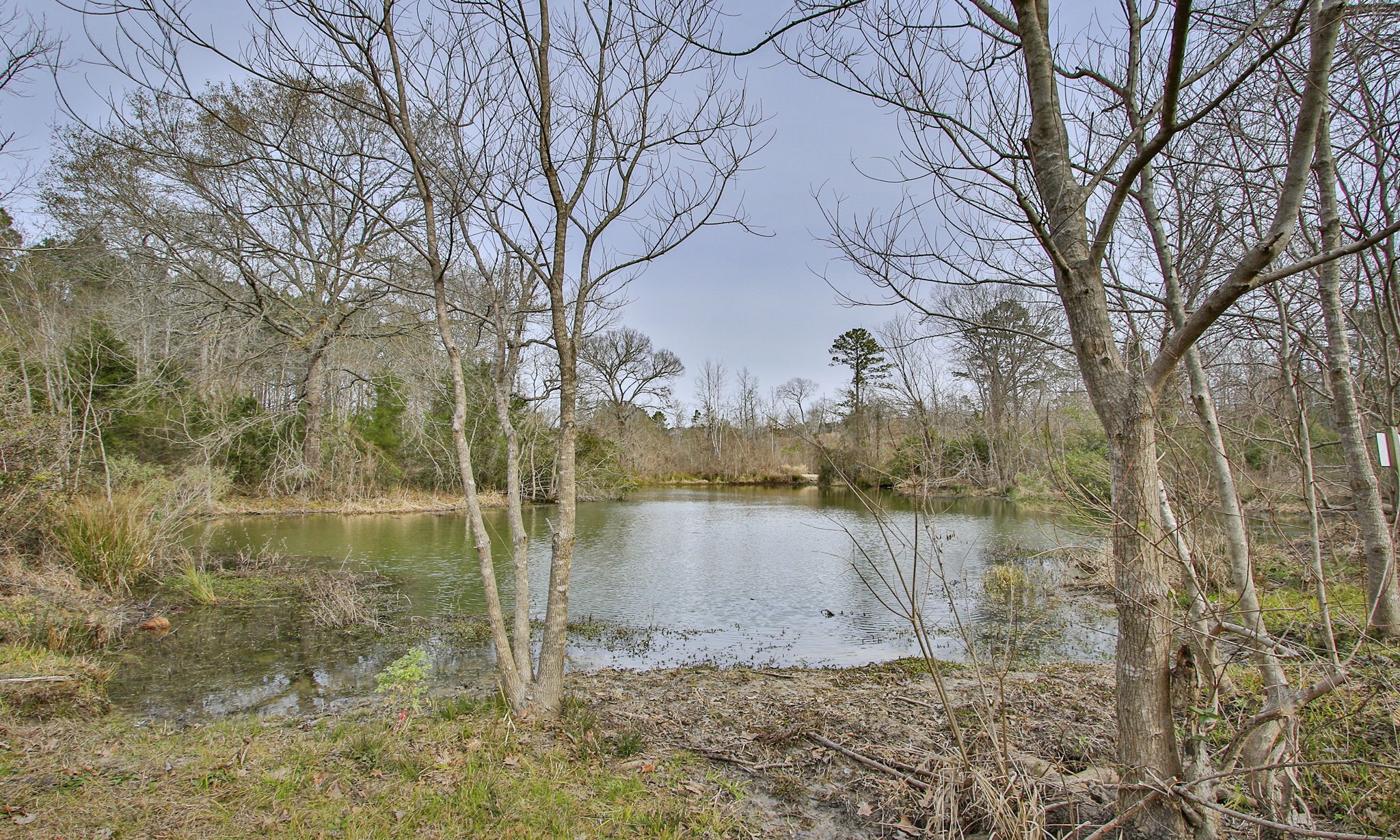 495 Pinecrest Drive Point Blank, TX 77364 - Photo 5 of 28 a lake view with large trees