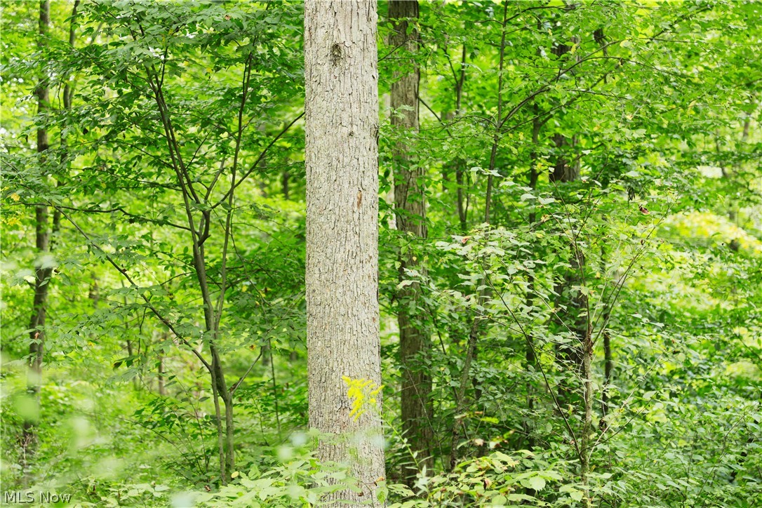 212 Township Road Fresno, OH 43824 - Photo 21 of 50 Mature trees with abundant foliage