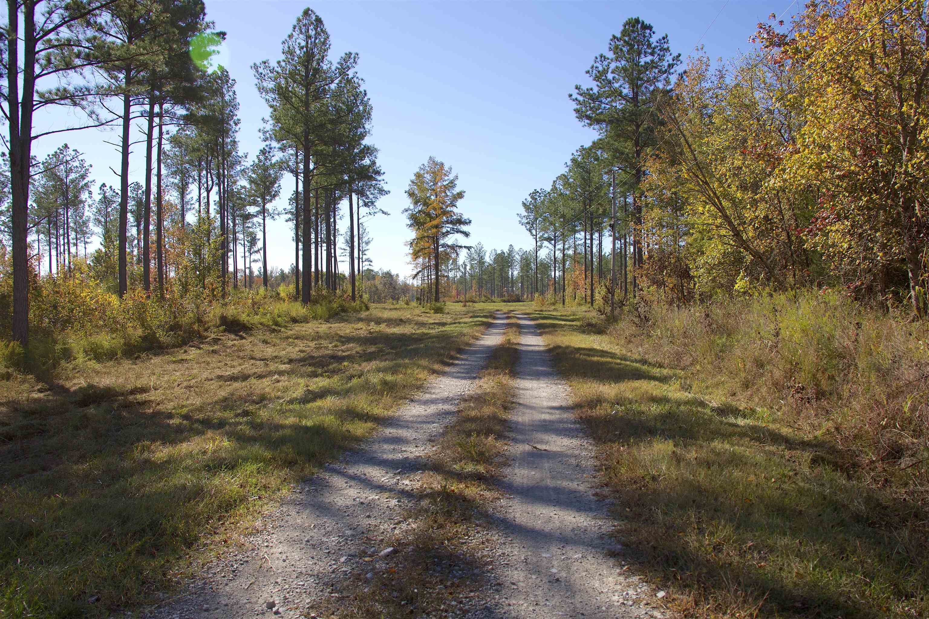 a view of dirt yard with a large trees