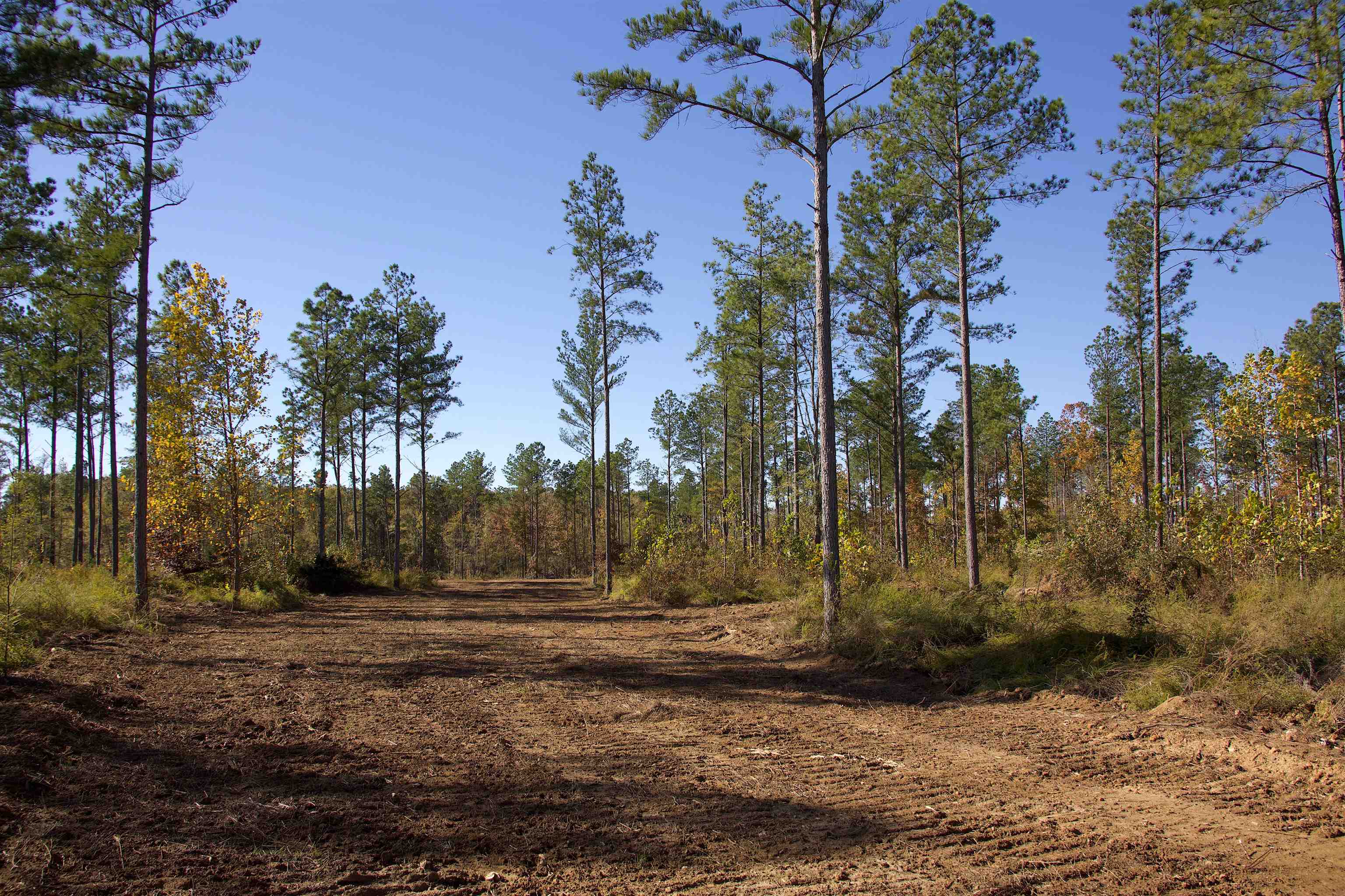 460 Clifft Road Bolivar, TN 38008 - Photo 2 of 17 a view of yard