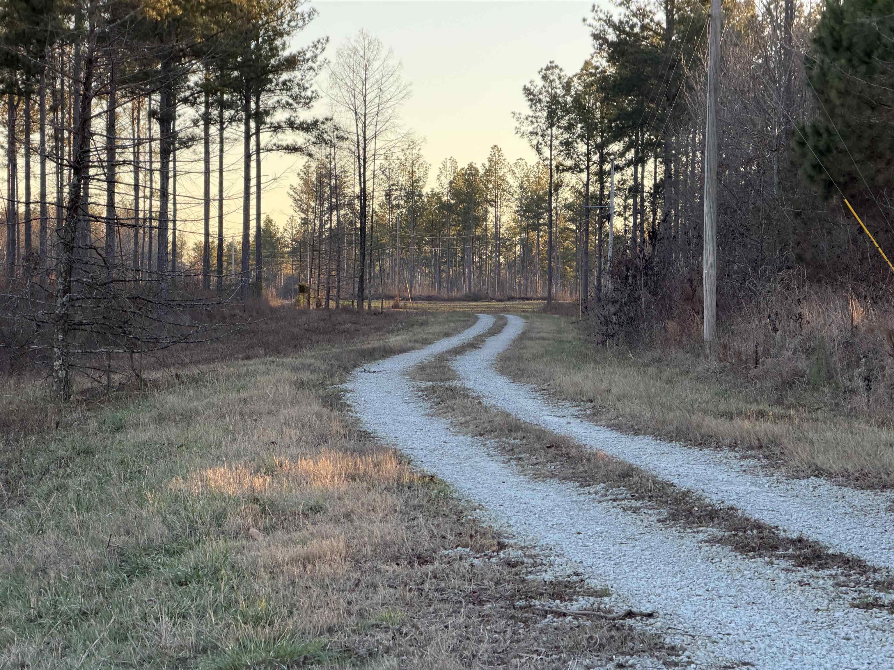 460 Clifft Road Bolivar, TN 38008 - Photo 3 of 17 a view of a yard with large trees