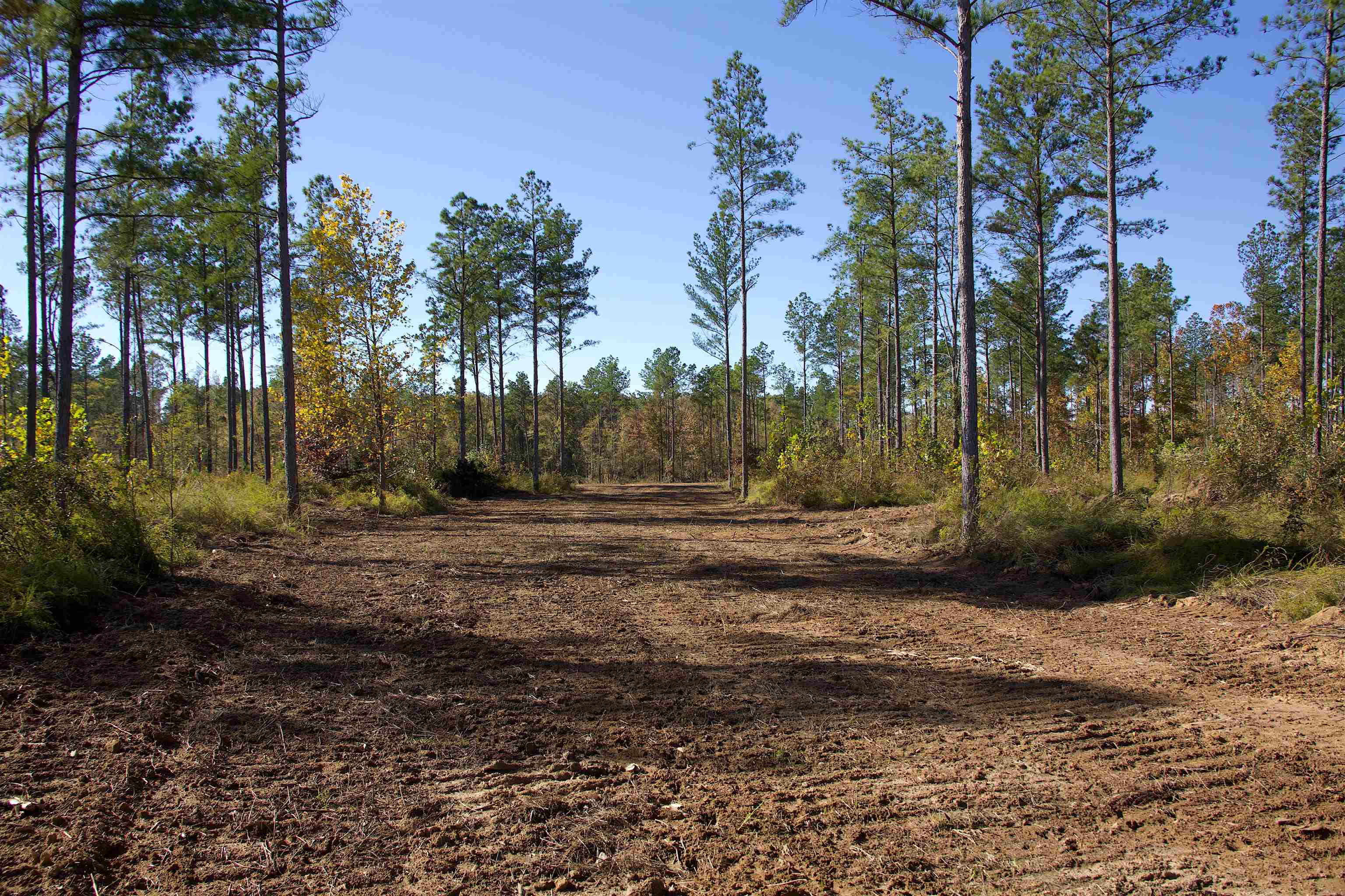 460 Clifft Road Bolivar, TN 38008 - Photo 6 of 17 a view of backyard space