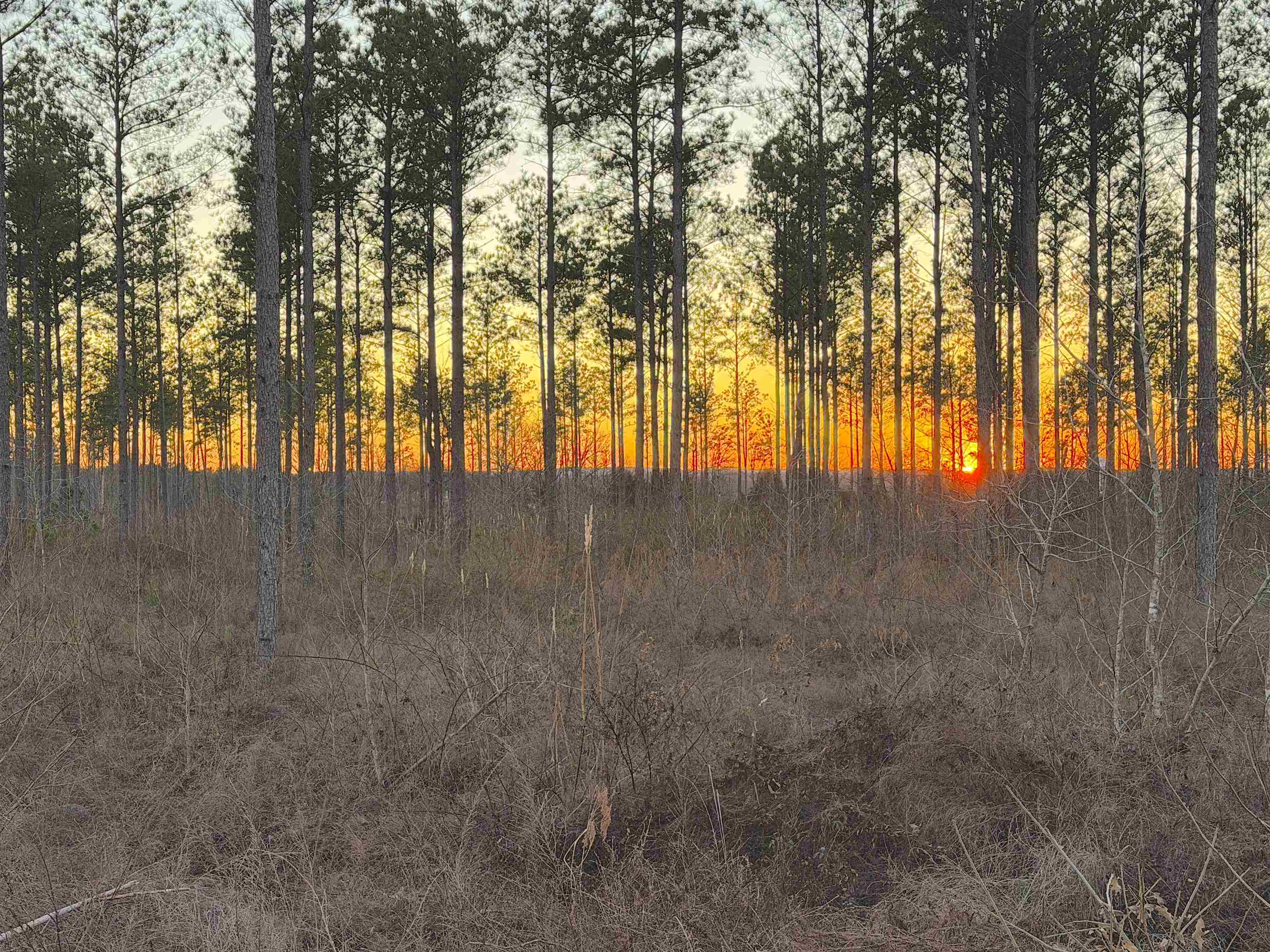 460 Clifft Road Bolivar, TN 38008 - Photo 7 of 17 a view of an outdoor space and a yard