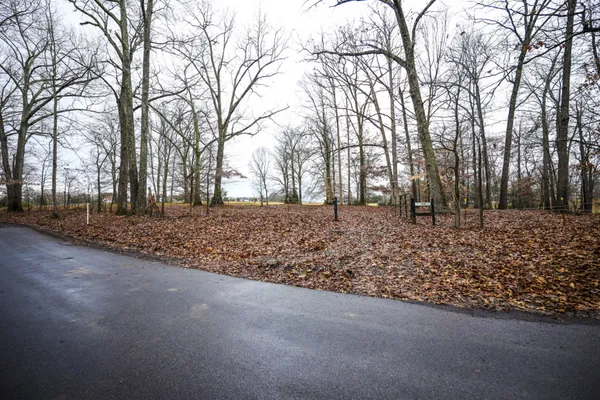 a view of a backyard with large trees