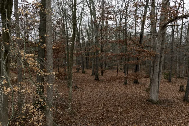 a view of park with trees