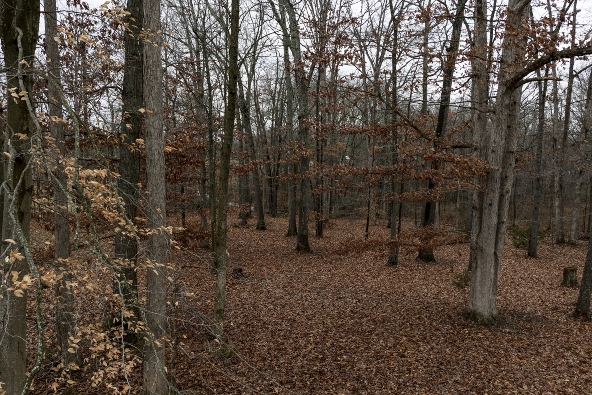 2103 Castelow Road Greenbrier, TN 37073 - Photo 11 of 13 a view of a forest with trees in the background