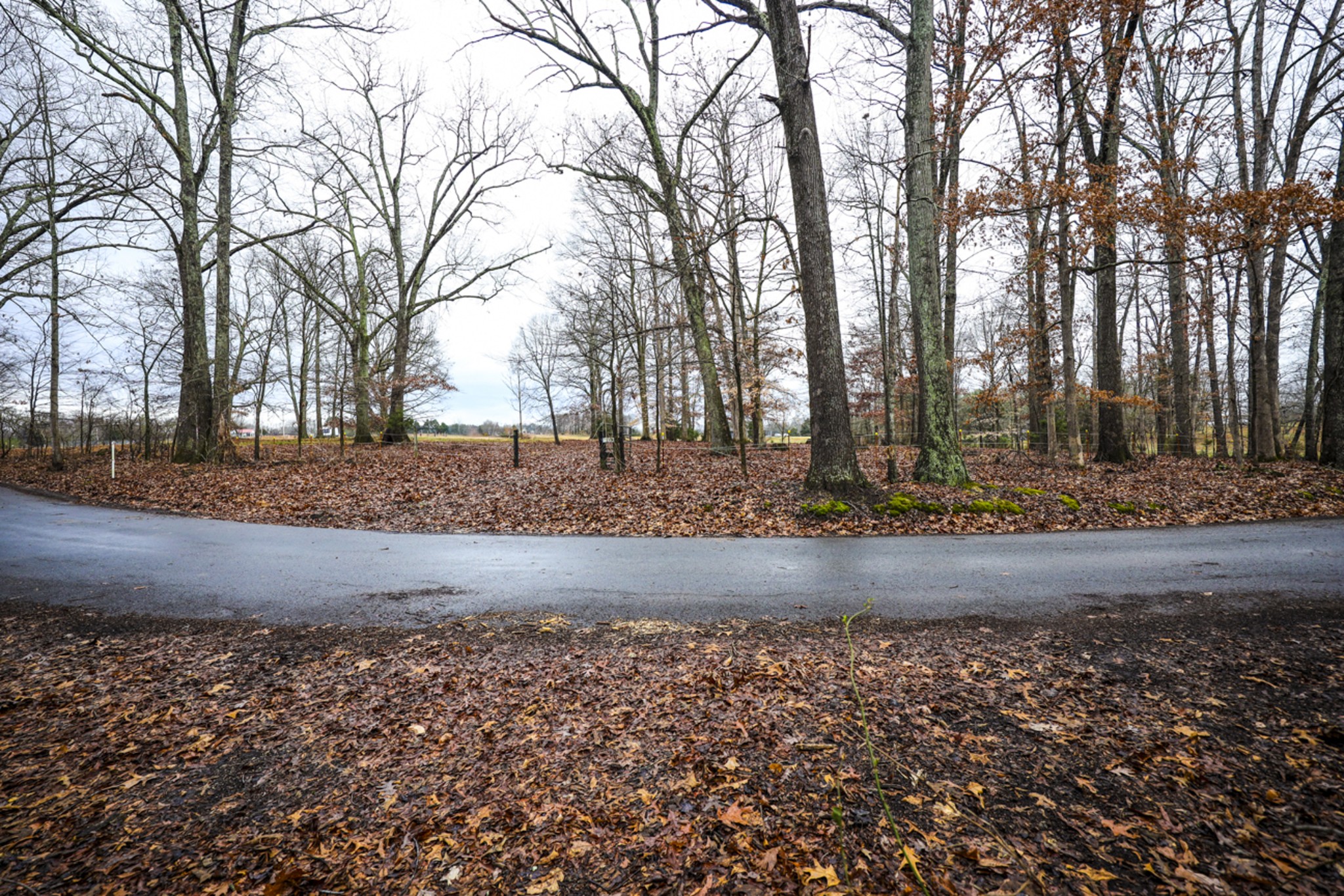2103 Castelow Road Greenbrier, TN 37073 - Photo 4 of 13 a view of a yard with trees