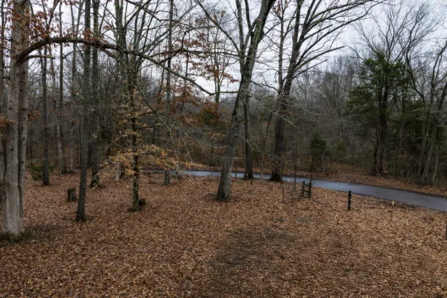a view of a forest with trees in the background