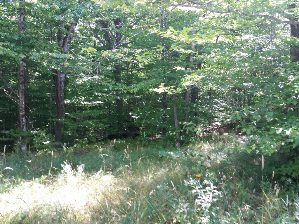 0 Carlson Road Worcester, VT 05682 - Photo 3 of 3