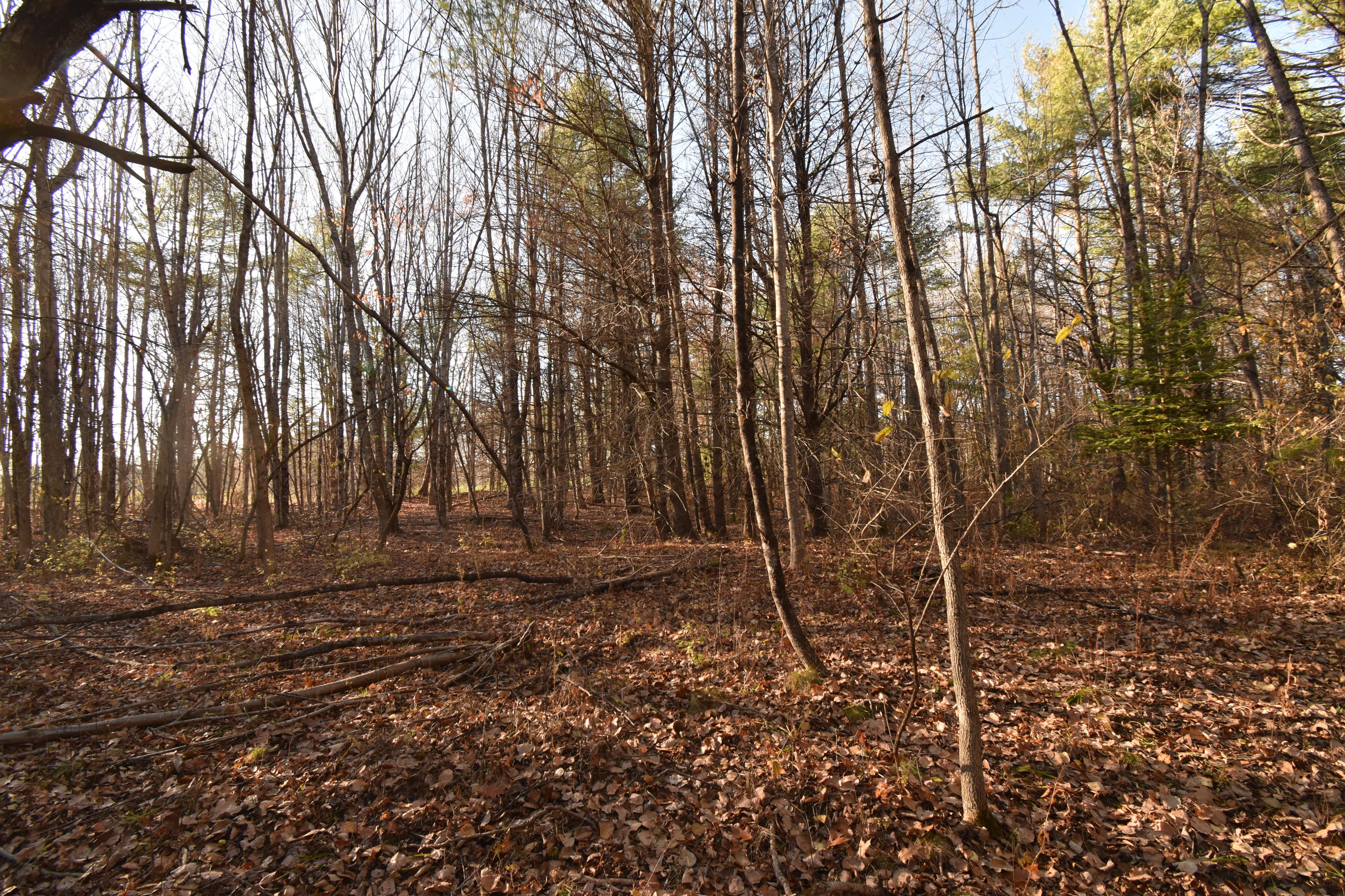 0 Lunts Hill Road Litchfield, ME 04350 - Photo 48 of 80 DSC_0881