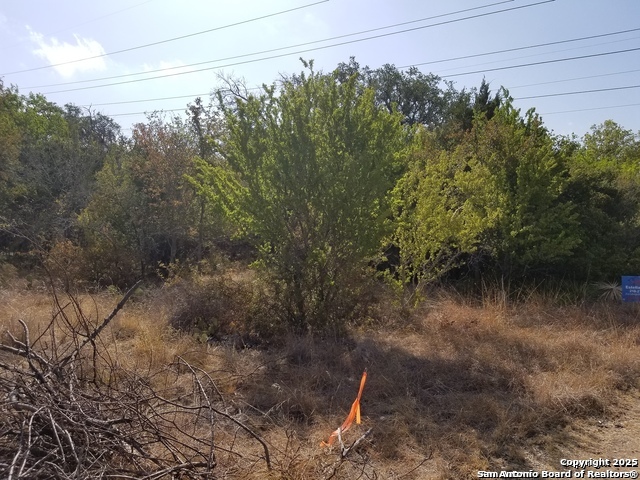 4736 Troy Schertz, TX 78154 - Photo 4 of 4 a view of a forest with a house