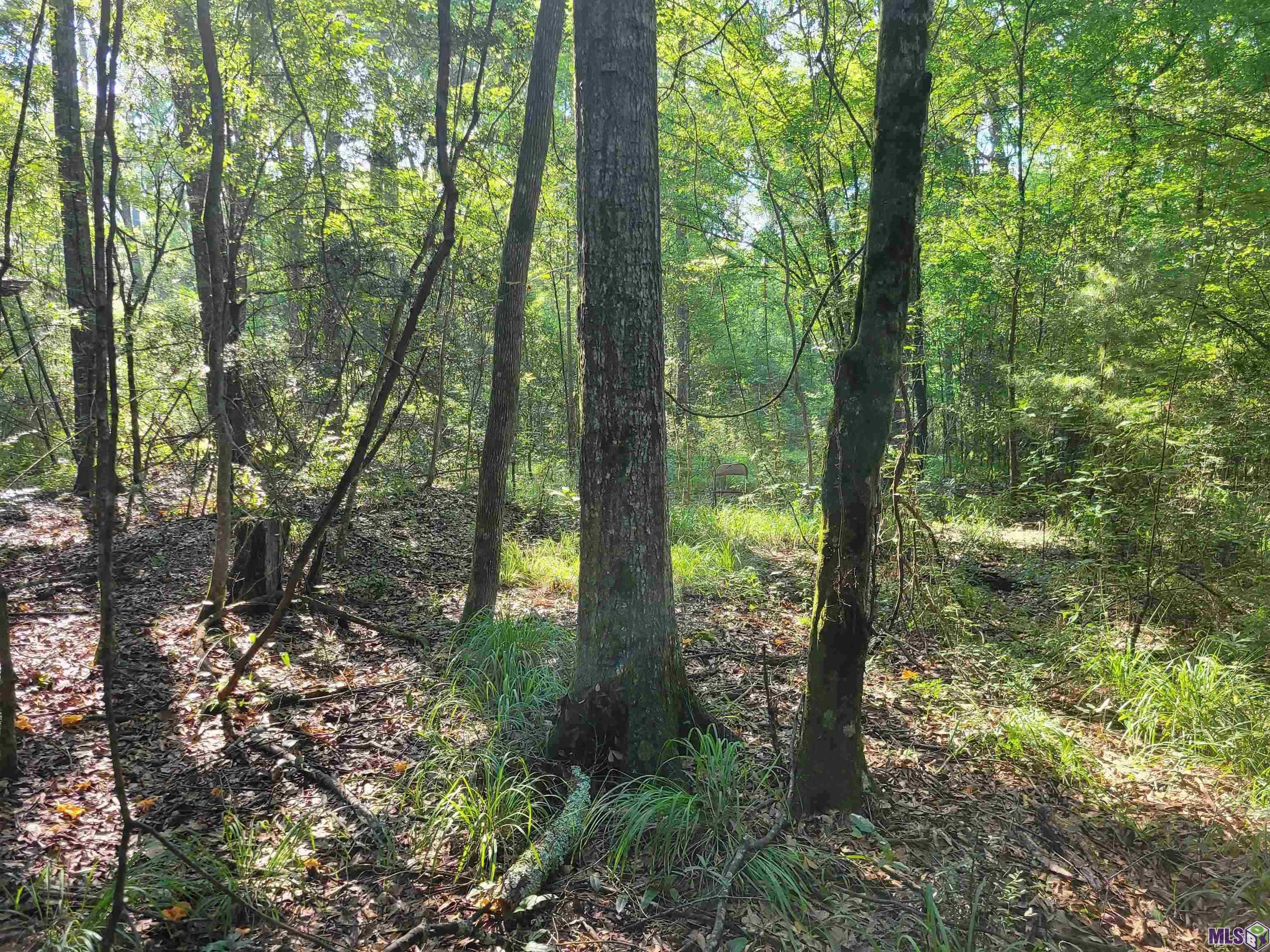 26799-26355 Greenwell Springs Road Greenwell Springs, LA 70739 - Photo 1 of 5