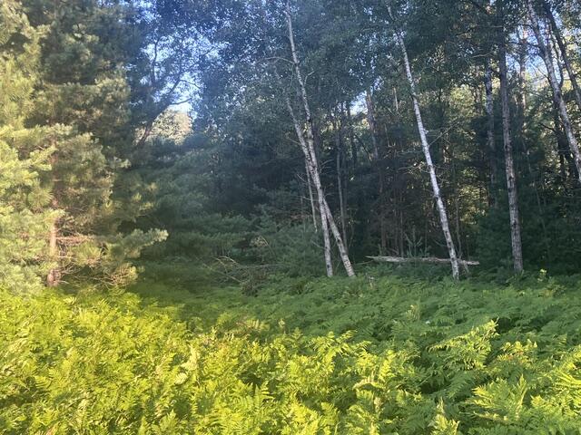 13251 Makinen Road Kaleva, MI 49645 - Photo 12 of 26 IMG_0659