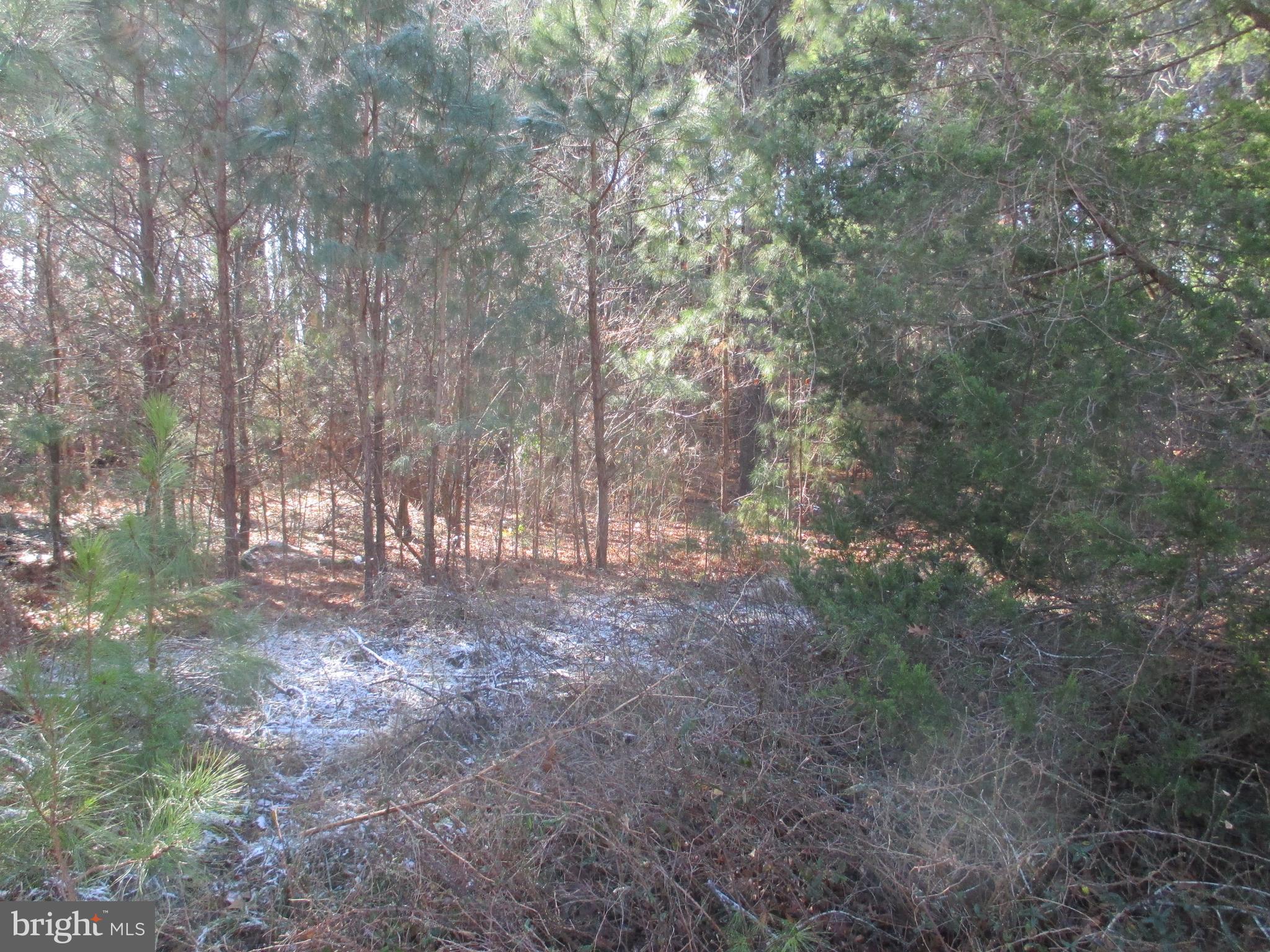 30778 Bunting Road Dagsboro, DE 19939 - Photo 7 of 11 a view of forest