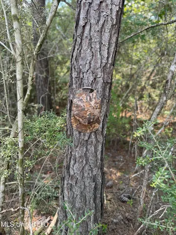 $44,000 | Country Hill Road, Lucedale, MS 39452