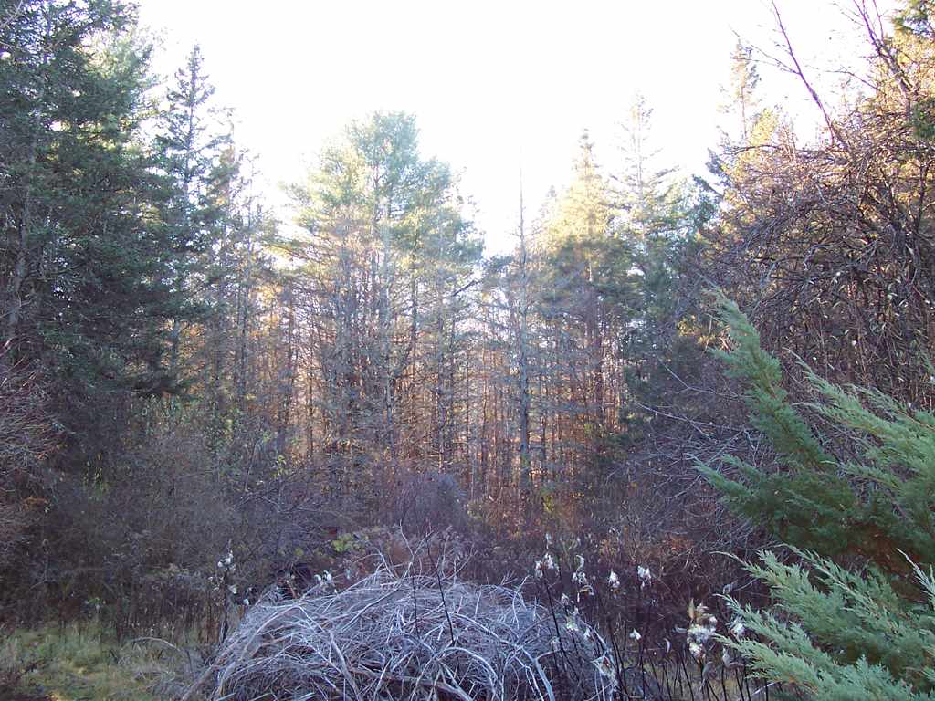 296 Taylor Hill Road Danbury, NH 03230 - Photo 29 of 39 Gallery Image 29