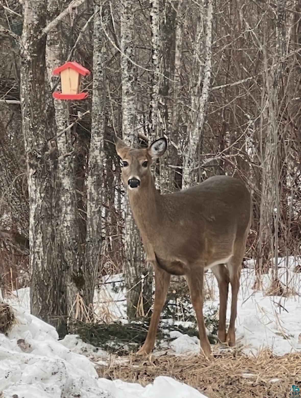 265 Mink Ranch Road Lutsen, MN 55612 - Photo 22 of 25 Backyard