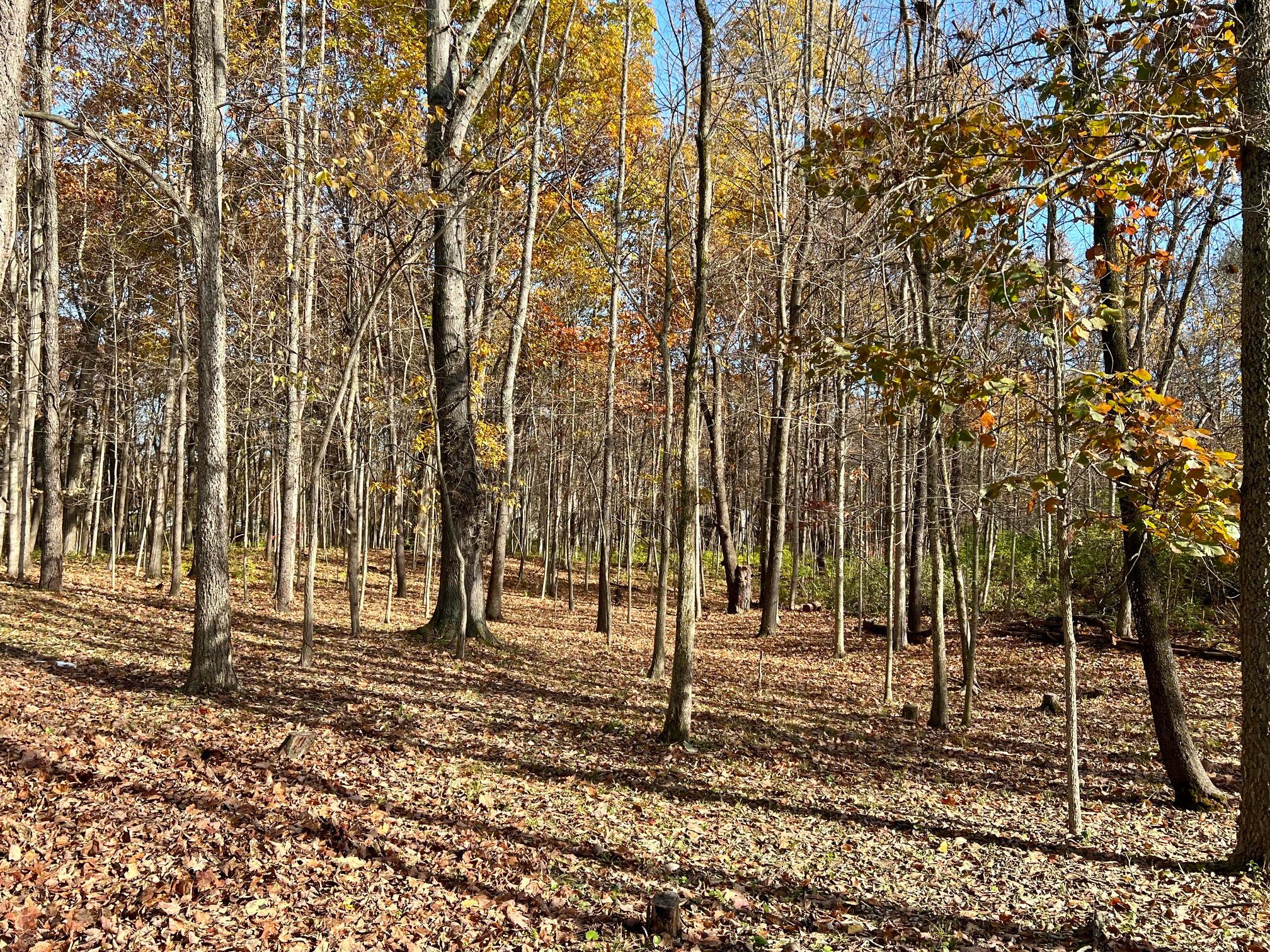 3880 Fry Road Ostrander, OH 43061 - Photo 56 of 82 Peace and quiet and nature. Enjoy the fall colors!