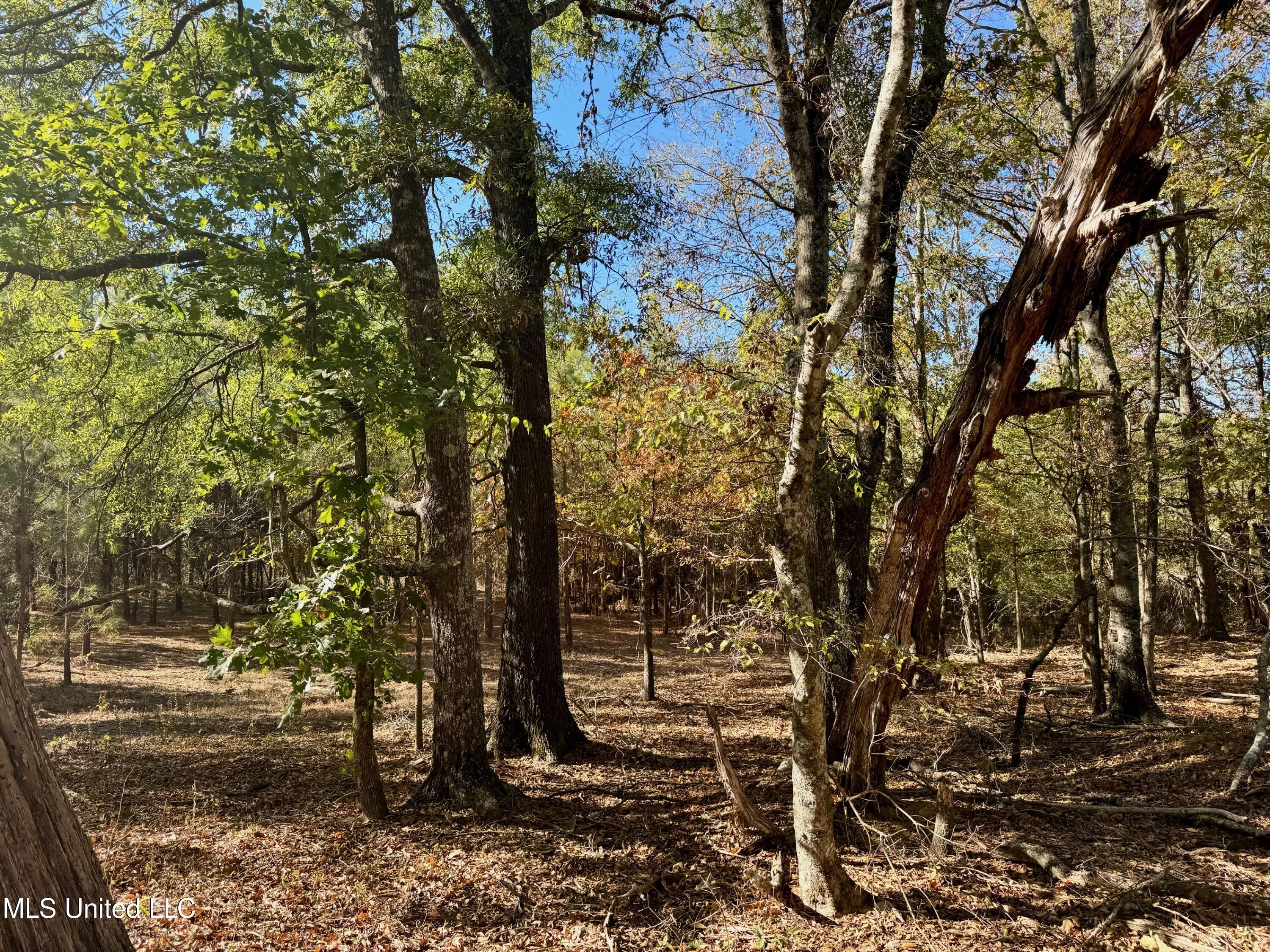 107 Windfall Trail Canton, MS 39046 - Photo 8 of 12 IMG_0503