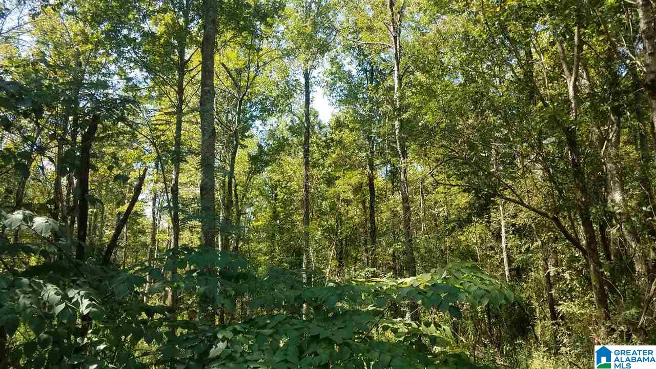 0 Pine Mountain Road, Unit 6 Odenville, AL 35120 - Photo 5 of 7