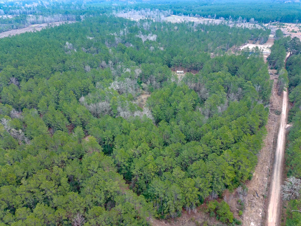 209 Joskey Dykes Road Zavalla, TX 75980 - Photo 1 of 11 a view of a forest with a street