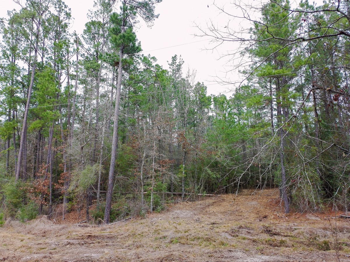 209 Joskey Dykes Road Zavalla, TX 75980 - Photo 11 of 11 a view of a forest filled with trees