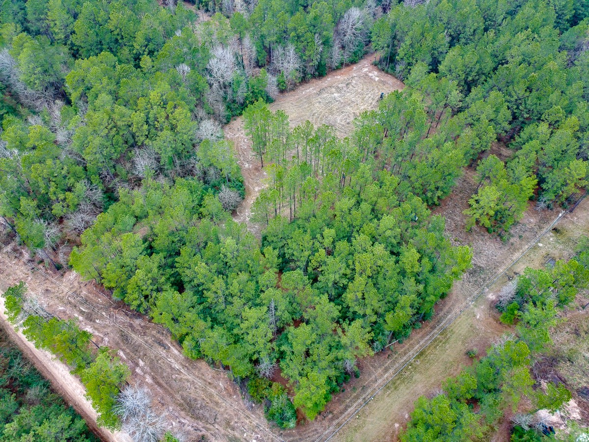 209 Joskey Dykes Road Zavalla, TX 75980 - Photo 2 of 11 a view of a garden with a house