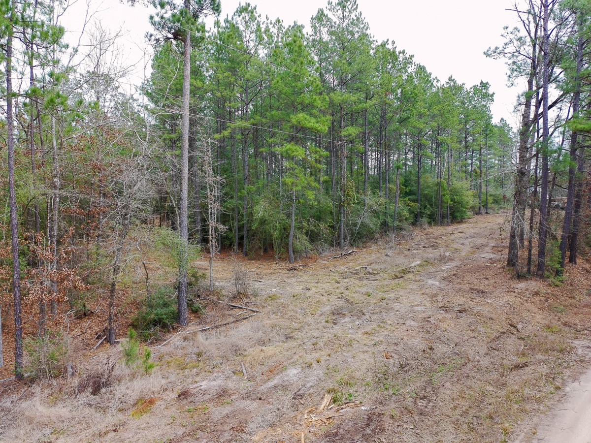 209 Joskey Dykes Road Zavalla, TX 75980 - Photo 3 of 11 a view of a forest with trees in the background