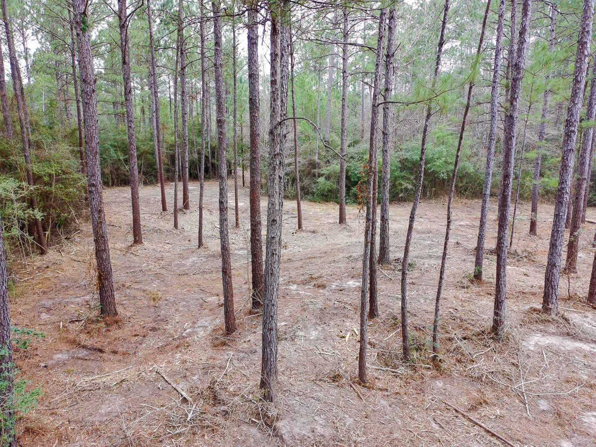 209 Joskey Dykes Road Zavalla, TX 75980 - Photo 5 of 11 a view of outdoor space with entertaining space