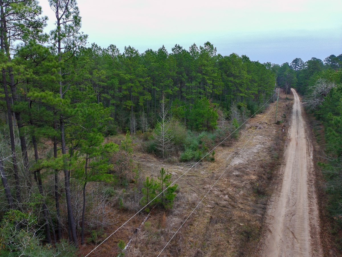 209 Joskey Dykes Road Zavalla, TX 75980 - Photo 7 of 11 a view of a dry yard with trees in the background