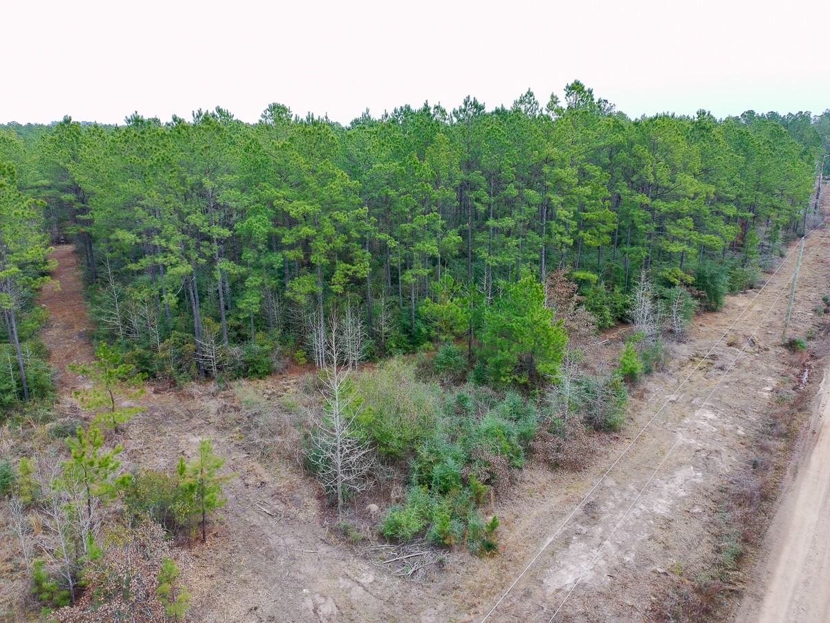 209 Joskey Dykes Road Zavalla, TX 75980 - Photo 8 of 11 a view of a yard