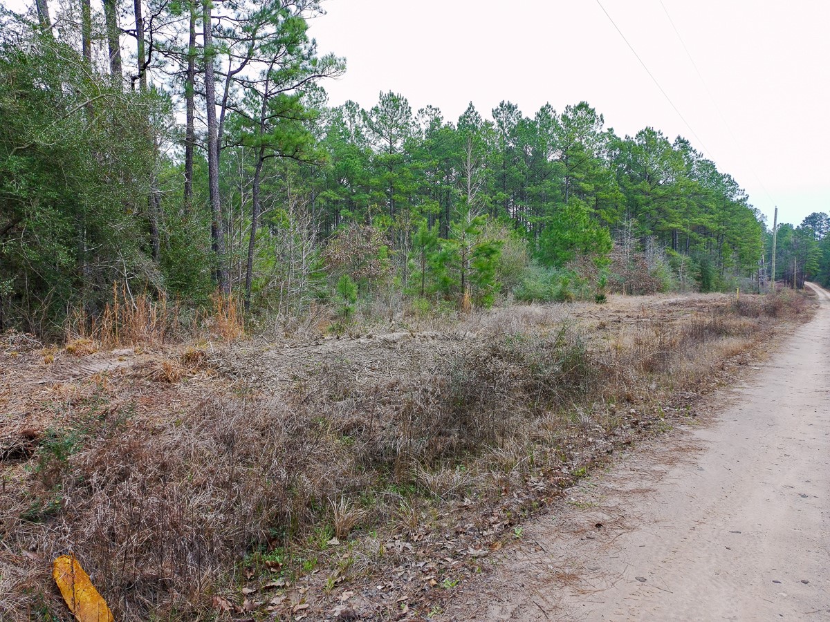 209 Joskey Dykes Road Zavalla, TX 75980 - Photo 9 of 11 a view of a yard with trees in the background