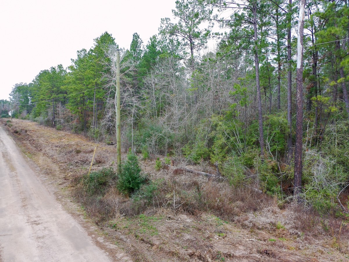 209 Joskey Dykes Road Zavalla, TX 75980 - Photo 10 of 11 a view of a forest with trees in the background
