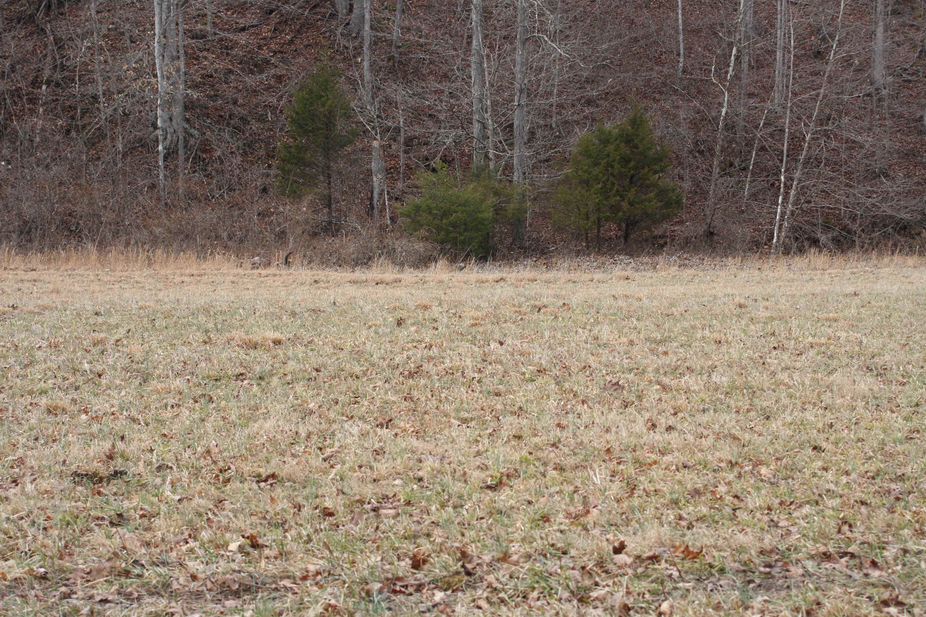 Boone Branch Road Garrison, KY 41141 - Photo 13 of 19