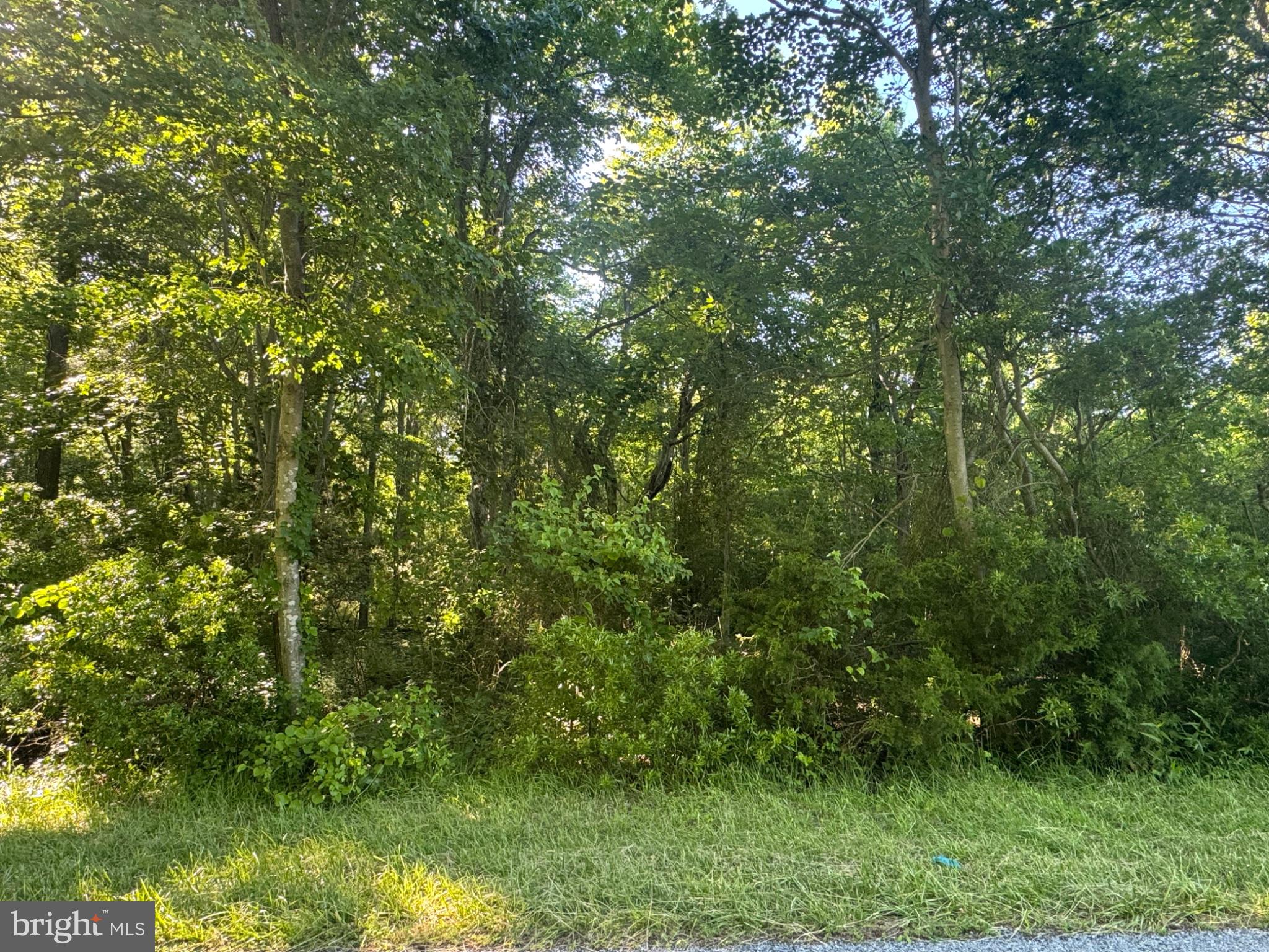 47 Pickering Beach Road Dover, DE 19901 - Photo 2 of 12 Lush greenery embracing nature's peace.