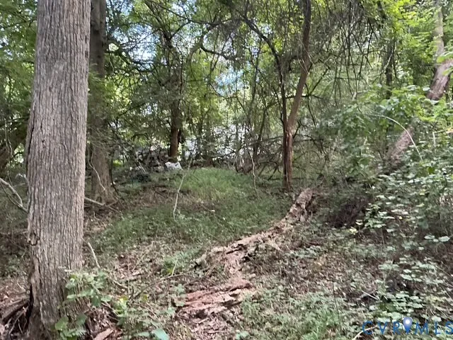 a view of a forest filled with trees