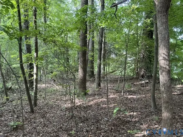 a view of a forest with trees